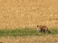 15 08  Renard 0002