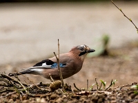 Corvidés