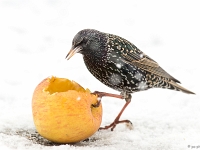 15 01  Etourneau  0001 : Etourneau, Hiver, Maison, Neige, Oiseaux