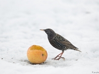 15 01  Etourneau  0003 : Etourneau, Hiver, Maison, Neige, Oiseaux