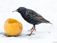 15 01  Etourneau  0004 : Etourneau, Hiver, Maison, Neige, Oiseaux