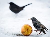 15 01  Etourneau  0005 : Etourneau, Hiver, Maison, Neige, Oiseaux