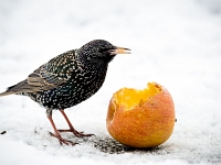 15 01  Etourneau  0006 : Etourneau, Hiver, Maison, Neige, Oiseaux