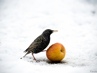 15 01  Etourneau  0007 : Etourneau, Hiver, Maison, Neige, Oiseaux