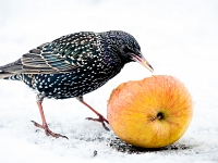 15 01  Etourneau  0008 : Etourneau, Hiver, Maison, Neige, Oiseaux
