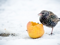 15 01  Etourneau  0010 : Etourneau, Hiver, Maison, Neige, Oiseaux