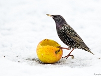 15 01  Etourneau  0011 : Etourneau, Hiver, Maison, Neige, Oiseaux