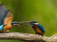 Animaux