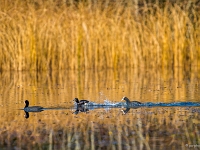 14 11  Oiseaux d'eau  0001 : Etang Bressonne Oiseaux eau