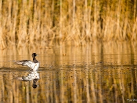 Oiseaux d'eau
