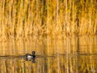 14 11  Oiseaux d'eau  0005 : Etang Bressonne Oiseaux eau