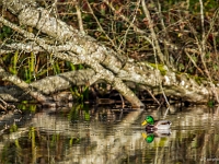 14 11  Oiseaux d'eau  0006 : Etang Bressonne Oiseaux eau