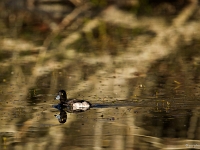 14 11  Oiseaux d'eau  0008 : Etang Bressonne Oiseaux eau