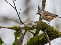 14 03  Mésange huppée 0001