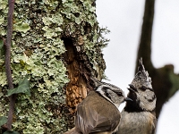 14 03  Mésange huppée 0002