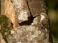 14 05  Grimpereau  0001 : Forêt, Ile de Villeneuve