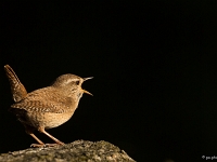 16 05  Troglodyte mignon 0001