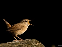 16 05  Troglodyte mignon 0003