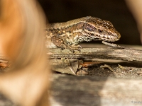 Reptiles