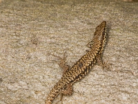 12 06  Lézard des murailles  0003