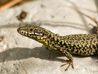12 06  Lézard des murailles  0004
