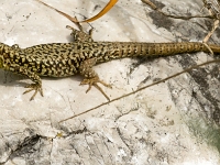 12 06  Lézard des murailles  0005
