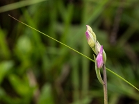 16 06 Céphalanthère rouge 0001