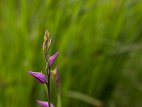 16 06 Céphalanthère rouge 0002