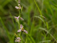 16 06 Ophrys abeille var. trollii 0004