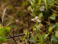 16 06 Ophrys abeille 0001