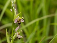16 06 Ophrys abeille 0003