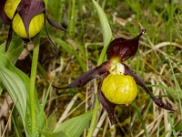 16 06 Sabot de Vénus 0001