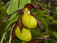 16 06 Sabot de Vénus 0003