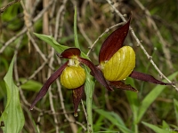 16 06 Sabot de Vénus 0004