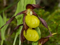 16 06 Sabot de Vénus 0005