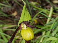 16 06 Sabot de Vénus 0008