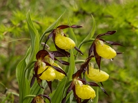 16 06 Sabot de Vénus 0011
