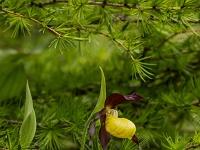 16 06 Sabot de Vénus 0017