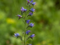 16 06 Vipérine 0001