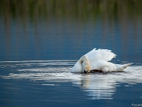 15 04  Champittet  0005 : Champittet, Cygne, Grande Cariçaie, Lac Neuchâtel