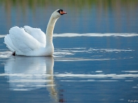 15 04  Champittet  0006 : Champittet, Cygne, Grande Cariçaie, Lac Neuchâtel