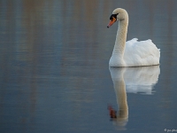 15 04  Champittet  0007 : Champittet, Cygne, Grande Cariçaie, Lac Neuchâtel