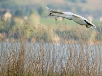 15 04  Champittet  0010 : Champittet, Cygne, Grande Cariçaie, Lac Neuchâtel