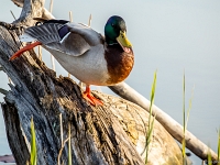 15 04  Champittet  0011 : Canard colvert, Champittet, Grande Cariçaie, Lac Neuchâtel