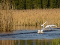 15 04  Champittet  0018 : Champittet, Cygne, Envol, Grande Cariçaie, Lac Neuchâtel