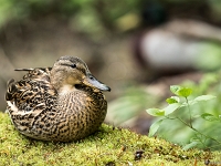 15 04  Champittet  0034 : Canard colvert, Cane, Champittet, Grande Cariçaie, Lac Neuchâtel