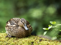 15 04  Champittet  0035 : Canard colvert, Cane, Champittet, Grande Cariçaie, Lac Neuchâtel