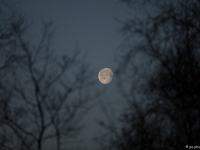 15 04  Creux de Terre  0001 : Creux de Terre, Oiseaux d'eau