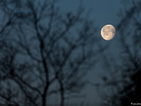 15 04  Creux de Terre  0002 : Creux de Terre, Oiseaux d'eau