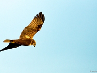 15 04  Creux de Terre  0003 : Creux de Terre, Oiseaux d'eau